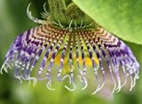 Passiflora maliformis - Passionsblume - 10 Samen