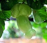 Passiflora quadrangularis Erotica - Penis Passionsfrucht Riesen-Granadilla - 5 Samen
