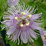 Passionsblume incarnata - Passiflora incarnata - Samen