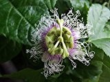 Passionsblume (Maracuja Passionsfrucht) 10 Samen (Passiflora edulis f. flavicarpa)