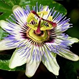 Passionsblume (Passiflora caerulea) - Blau, Immergrün & Winterhart - 1,5 Liter Topf | ClematisOnline Kletterpflanzen & Blumen