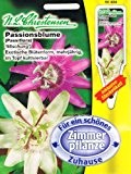 Passionsblumen Mischung Passiflora spec. Zimmerpflanze