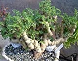 Pelargonium carnosum - Caudexpflanze - 3 Samen