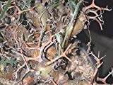 Pelargonium crithmifolium - Pelargonium - 5 Samen