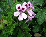 Pelargonium vitifolium - Duft-Pelargonie - 5 Samen