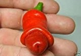 Penis Chili - Peter Pepper Chili - Attraktion - keine Versandkosten - 20 Samen !