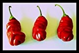 Penis Chili Rot 10 Samen (Peter-Pepper) "Der Blickfang im Garten" >>>Eignet sich hervoragend als Geschenk
