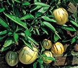 Pepino Birnenmelone 5 Samen, Solanum muricatum