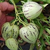 Pepino (melon Pear) Seeds