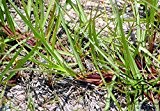 Perennial Grass Paspalum notatum Samen 600pcs, Landschaft Gebrauchte Pensacola Bahia Gartensamen, Familie Poaceae Bahia Grass Seeds
