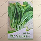 Perennial Ingwer Samen Gemüsesamen Zingiber officinale Samen Balkon Obst und Gemüse - 100 Stück