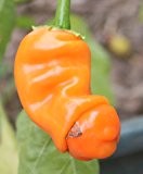 Peter Pepper Penis Chili (rote Variante/Früchte) -20 Samen - Schärfegrad 6 - der Hingucker !