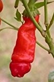 Peter Pepper, Penis Chilli, scharfe Paprika in doppelter Weise aus Bio Anbau,HIP