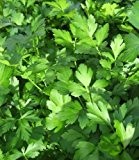 Petersilie Dark Green Italian Flat-Leaf - 1000 Samen
