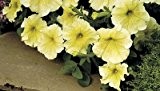 Petunie grandiflora Prism Sunshine - Hängepetunie - Petunia - 10 Samen