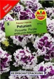 Petunien gefüllt Petunia hybrida Pirouette Purple