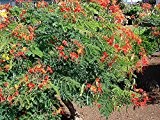 Pfauenstrauch Caesalpinia pulcherrima Pflanze 20cm Stolz von Barbados Rarität