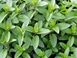 Pfefferminze - Mentha piperita - Kräuterpflanze