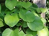 Pfeifenwinde - Aristolochia - Großblättrige Kletterpflanze