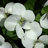 Pfingst-Veilchen, Viola sororia 'Albiflora'