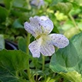 Pfingst - Veilchen (Viola sororia 'Freckles')
