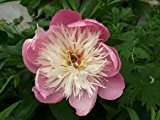 Pfingstrose 'Bowl of Beauty' - Paeonia lactiflora 'Bowl of Beauty' - Beetstaude