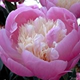 Pfingstrose Bowl of Beauty - Rose stark duftend und winterhart -Paeonia lactiflora- Blüten der Blume rosa - Pflanze vom Testsieger ...