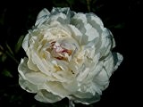 Pfingstrose im 1,5l Topf: Gardenia Paeonie