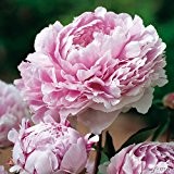 Pfingstrose Sarah Bernhardt - Rose stark duftend und winterhart -Paeonia lactiflora- Blüten der Blume hell-rosa - Pflanze vom Testsieger Garten ...