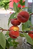 Pfirsichbaum Tellerpfirsich LH 120 - 150 cm, Pfirsiche gelb-rot, Busch, mittelstark wachsend, im Topf, Obstbaum winterhart, Prunus purmila
