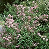 Pflanzenservice 210348 Maiblumenstrauch, Deutzia x hybrida Mont Rose, 1 Strauch, rosa blühend