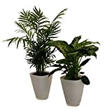 Pflanzenservice 891128 Fresh Air Duo, Zimmerpalme Dieffenbachia mit Dekotopf, weiß