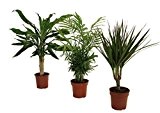 Pflanzenservice 891733 Palmen-Set, Dracena fragans, Zimmerpalme, Marginata