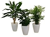 Pflanzenservice 891749 Carribean-Set, Dracena fragans, Kaffee-Pflanze mit Zimmerpalme und Dekotopf, weiß