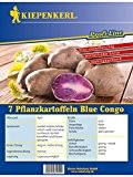 Pflanzkartoffeln Blue Congo 7 Stück