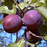 Pflaumenbaum, Graf Althans, Prunus domestica, Obstbaum winterhart, Pflaume blau violett, im Topf, 120 - 150