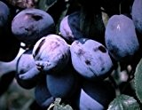 Pflaumenbaum, Hanita, Prunus domestica, Obstbaum winterhart, Pflaume blau, im Topf, 120 - 150
