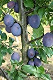 Pflaumenbaum Jojo LH 120 - 150 cm, Pflaumen blau, Busch, schwach wachsend, im Topf, Obstbaum winterhart, Prunus domestica