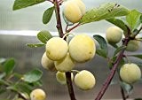 Pflaumenbaum Nancy Mirabelle LH 120 - 150 cm, Pflaumen gelb-rot, Busch, schwach wachsend, im Topf, Obstbaum winterhart, Prunus domestica