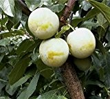 Pflaumenbaum, Oullins, Prunus domestica, Obstbaum winterhart, Pflaume gelb, im Topf, 120 - 150