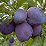 Pflaumenbaum Stanley LH 120 - 150 cm, Pflaumen blau-violett, Busch, im Topf, Obstbaum winterhart, Prunus domestica