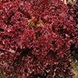 Pflück-Salat - Lollo Rosso (200 Samen)