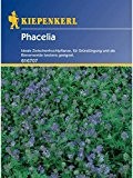 Phacelia Bienenweide Gründünger Portion