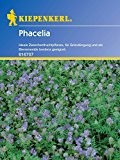 Phacelia, Phacelia tanacetifolia - 1 Portion