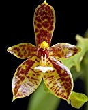 Phalaenopsis cornucervi - Orchideen - 100 Samen