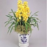 Phalaenopsis Samen Bonsai Balkon Blumenorchidee Samen Bündel - 100 Stück Phalaenopsis-Orchideen Samen