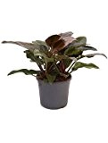 Philodendron imperial red, Baumfreund, ca. 75 cm, Kletterpflanze, 35 cm Topf