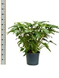 Philodendron xanadu, Baumfreund, ca. 80 cm, Kletterpflanze, 31 cm Topf