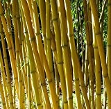 Phyllostachys aureosulcata 'Aureocaulis' - Goldener Peking Bambus - verschiedene Größen (150+cm - 5tlr. - 4-8 Triebe)