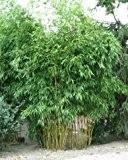 Phyllostachys aureosulcata spectabilis (Zickzack-Bambus) 60-80cm / 5l-Container (Heckenpflanzen, Bambus)